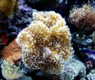 koraal