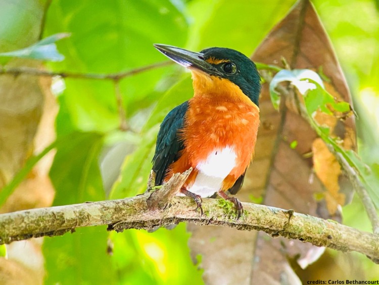 American Pygmy Kingfisher vogelreis panama