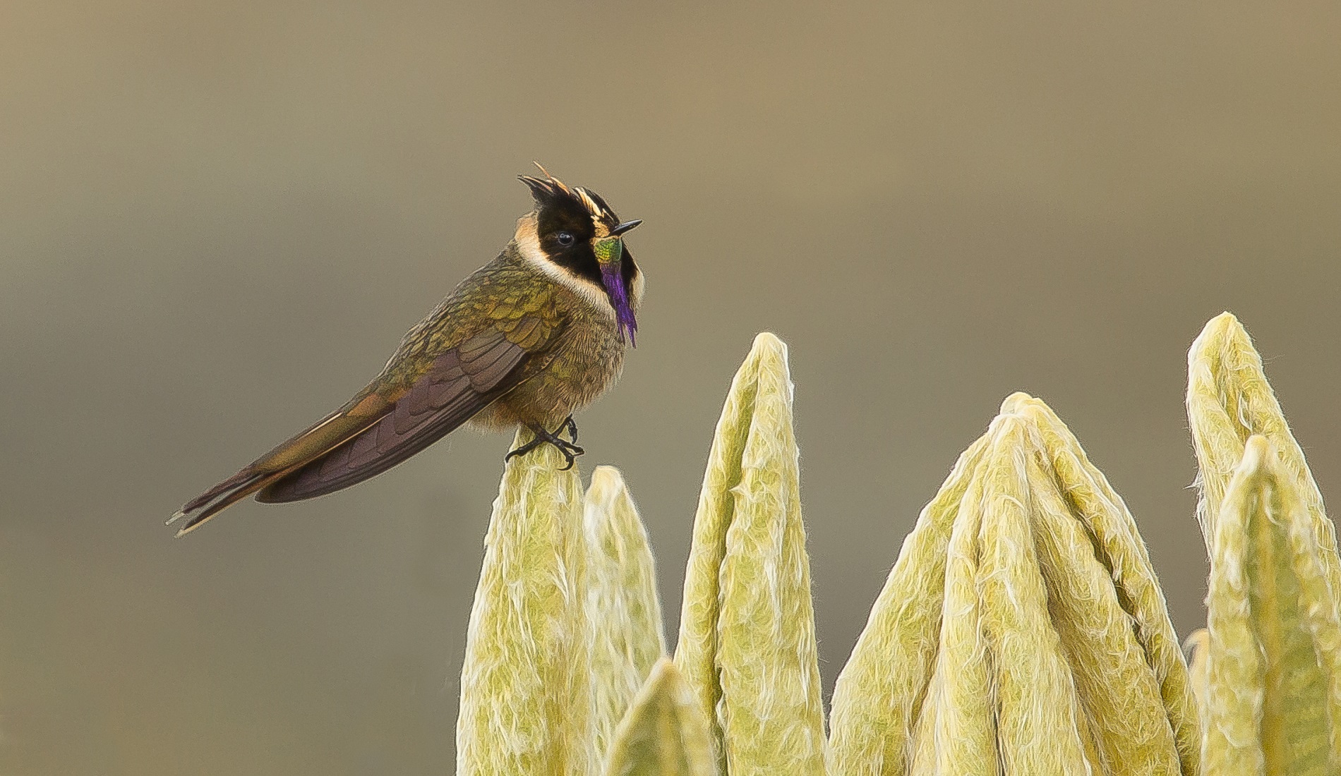 Buffy Helmetcrest vogelreis colombia