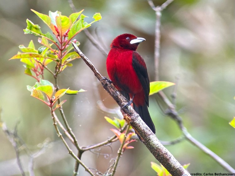 Crimson-backed Tanager