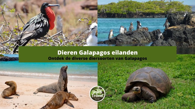 Dieren Galapagos eilanden