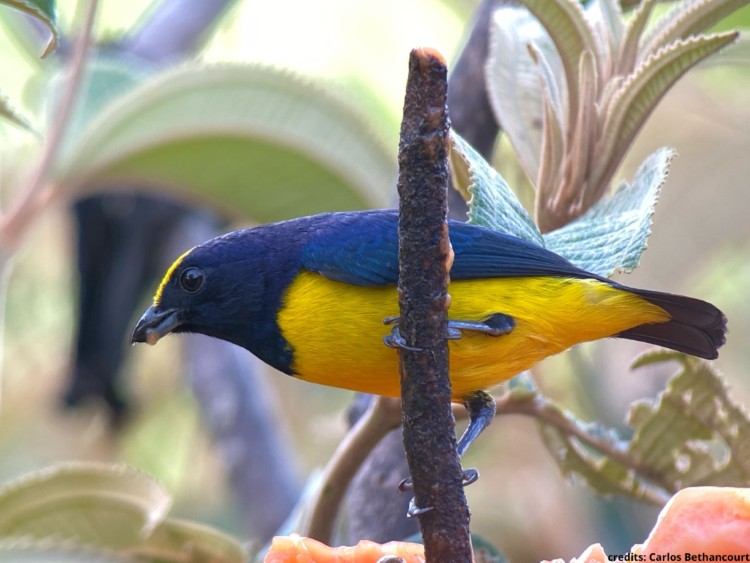 Fulvous-vented Euphonia