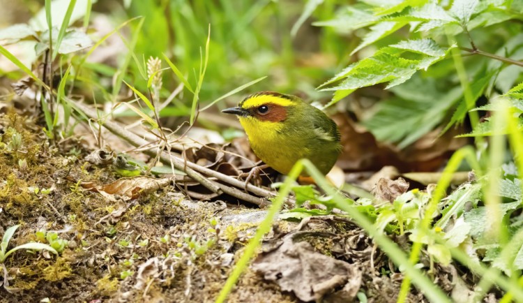 Golden browed Warbler