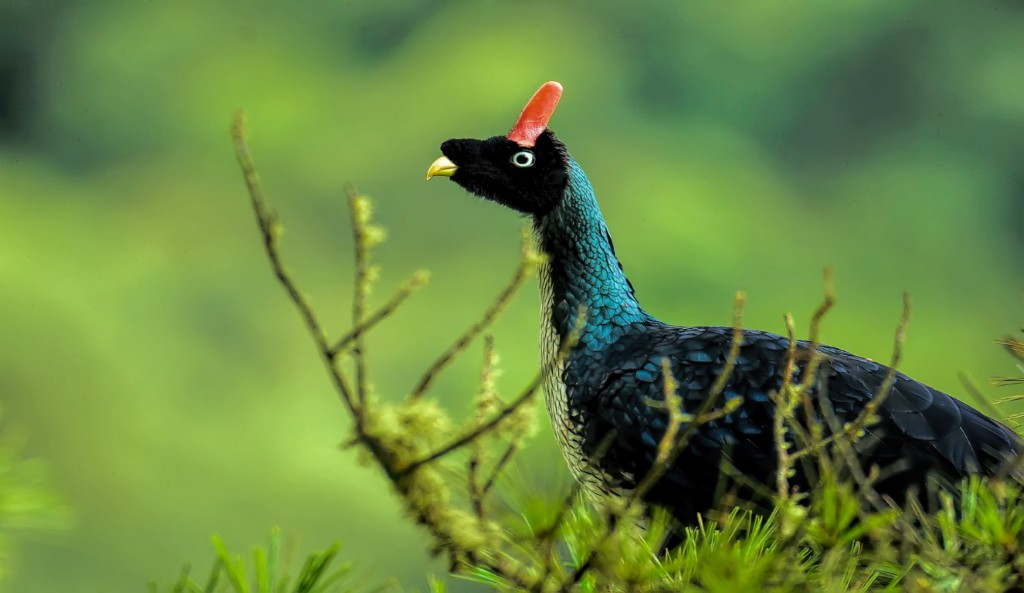 Horned-Guan vogelreis guatemala