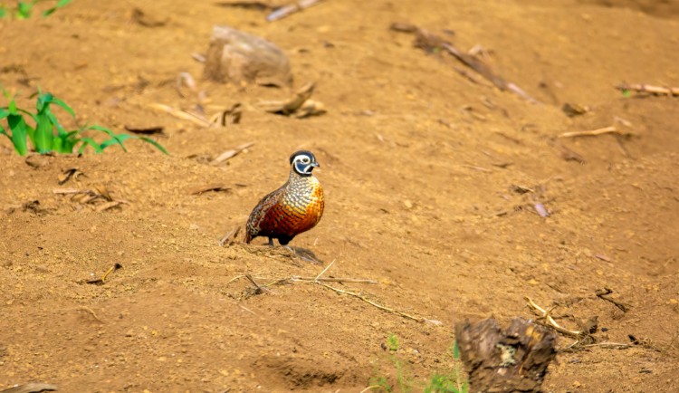 Ocellated Quail vogelreis guatemala