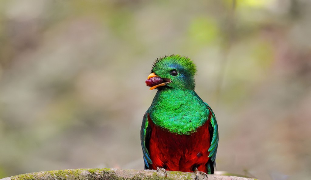 Resplendent Quetzal