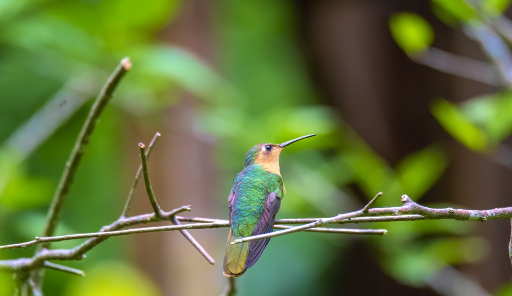 Rufous Sabrewing vogelreis guatemala