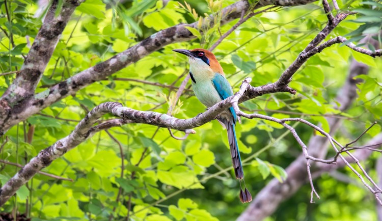 Russet-crowned Motmot