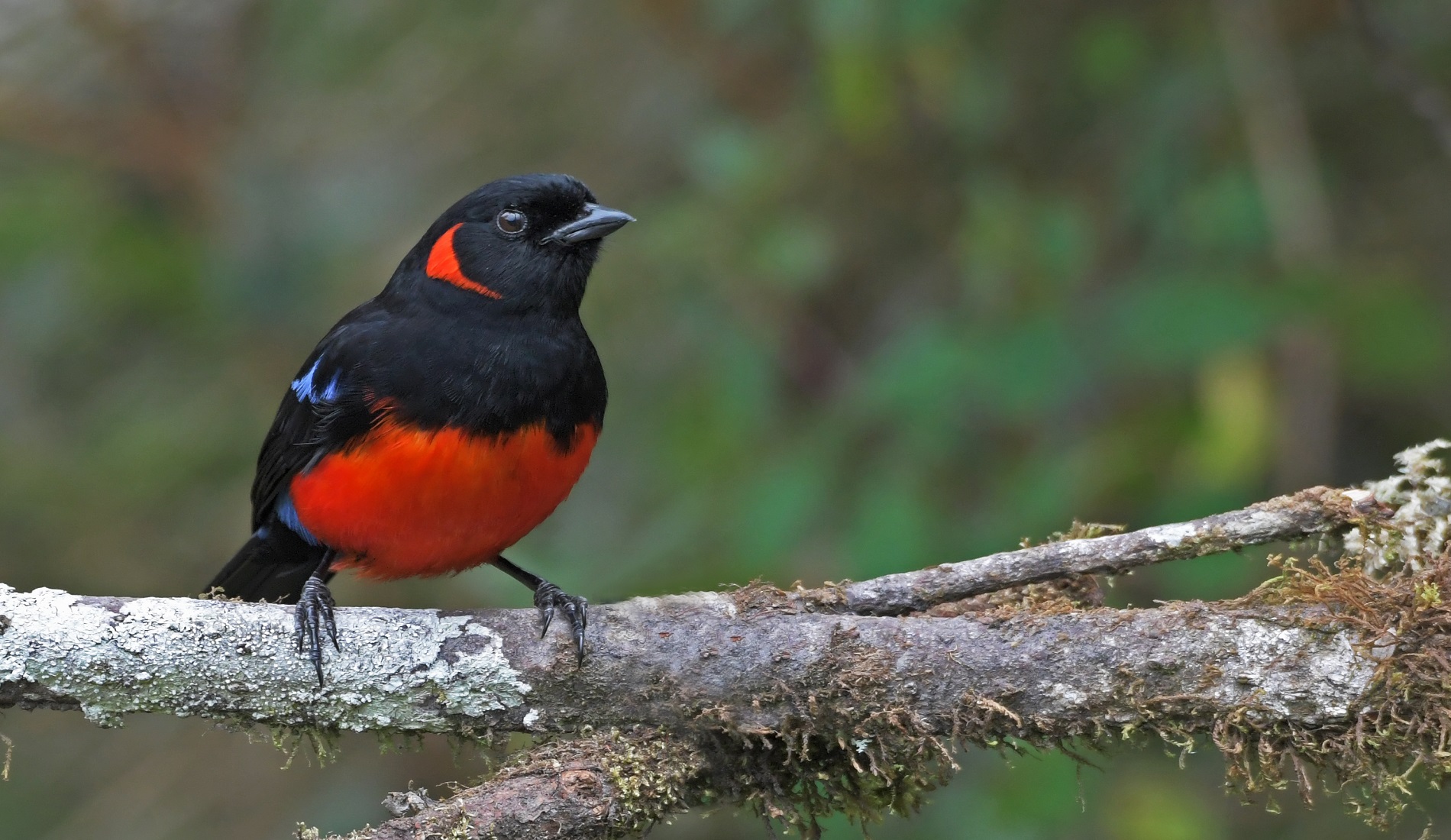 Scarlet-bellied Mountain-Tanager