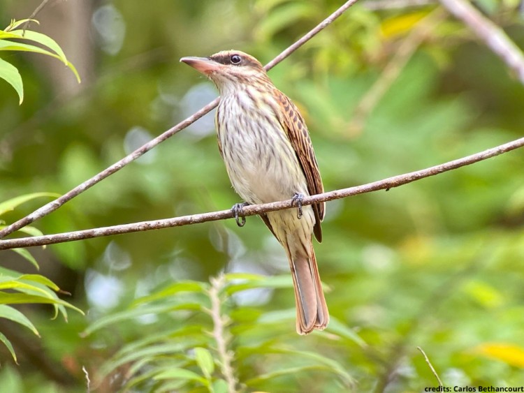 Streaked Flycatcher