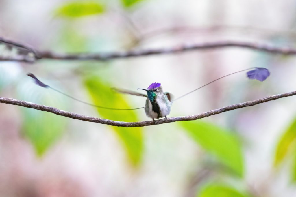 The Marvelous Spatuletail fotografiereis Peru