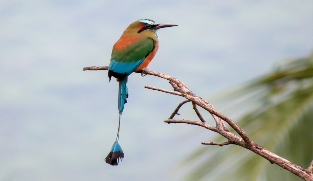 Turquoise-browed Motmot vogelreis guatemala