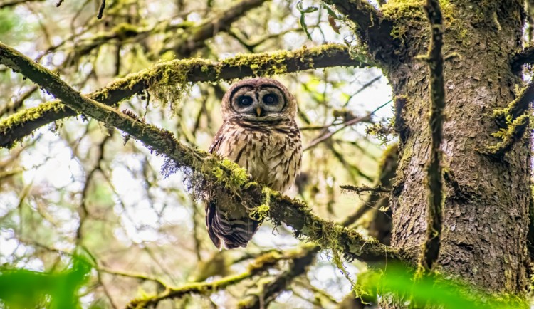 Vogelreis Guatemala Fulvous Owl