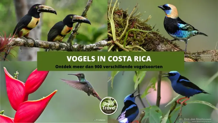 Vogels in Costa Rica