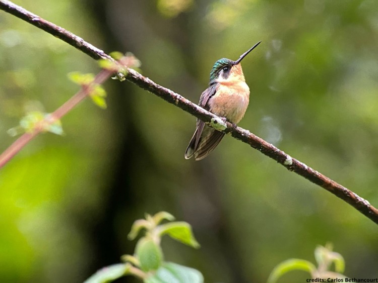 White-throated Mountain-gem