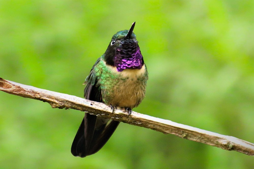 Amethyst throated Sunangel