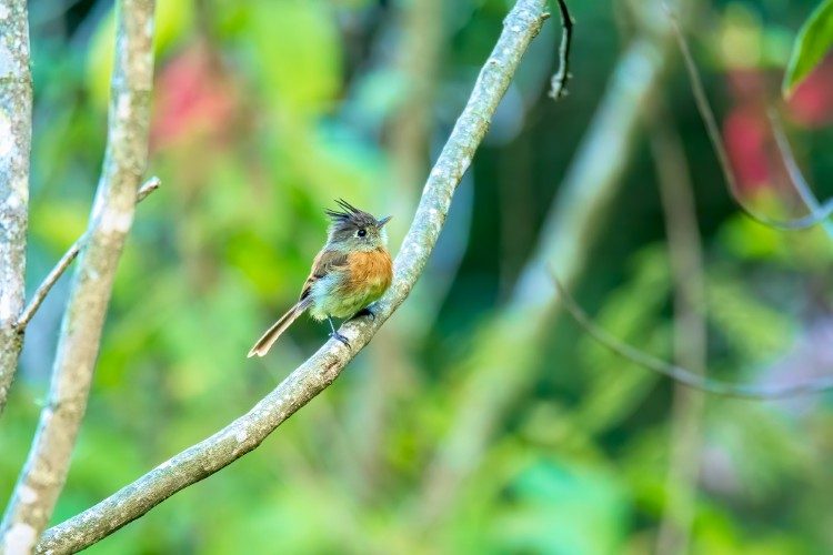 Belted-Flycatcher_ Lake Atitlan