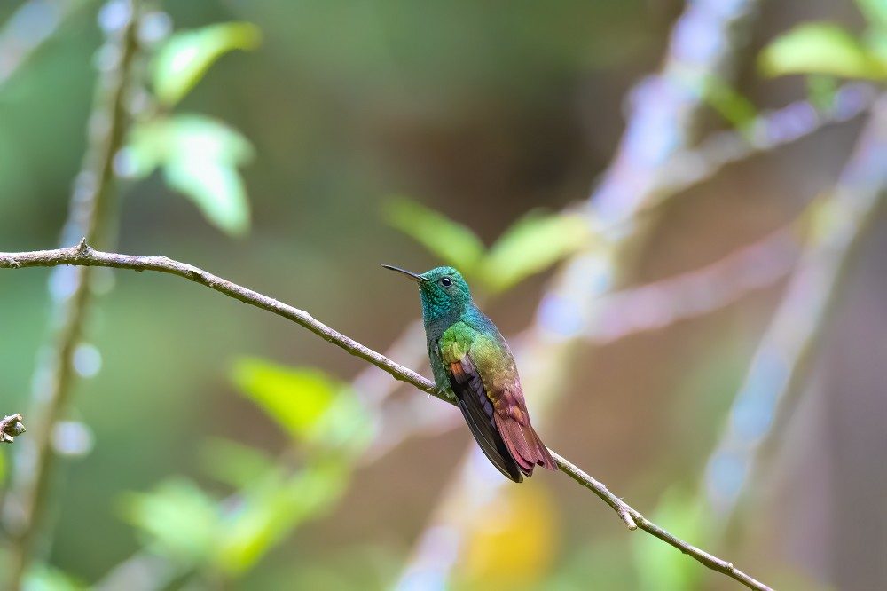 Berylline Hummingbird