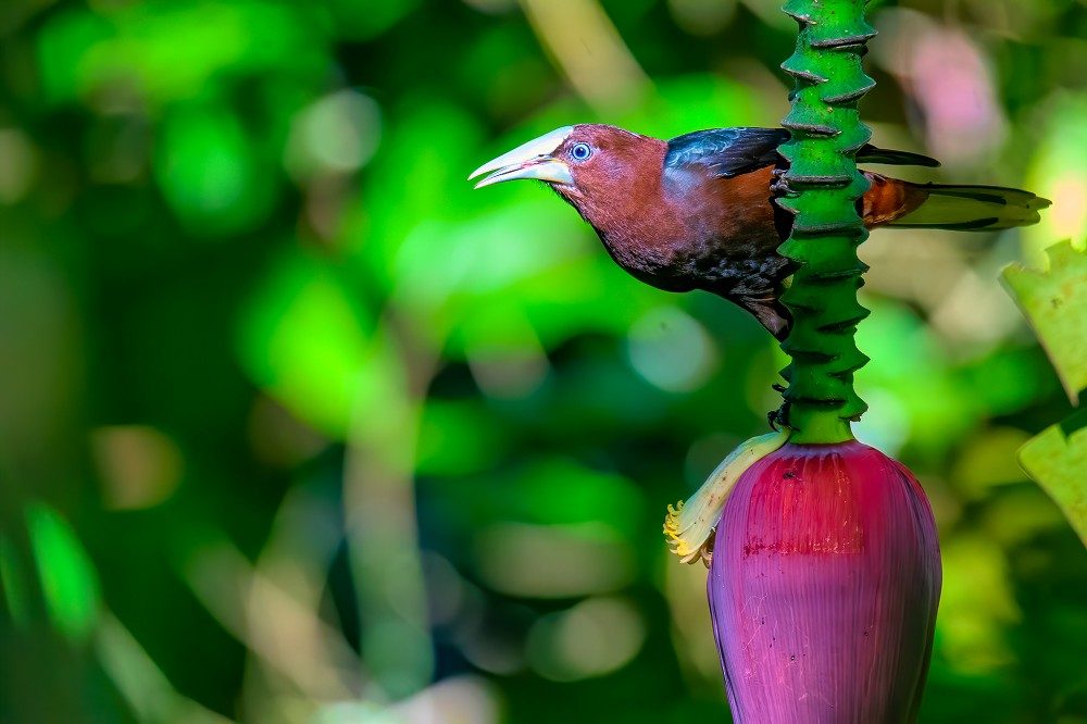 Biotopo del Quetzal Coban