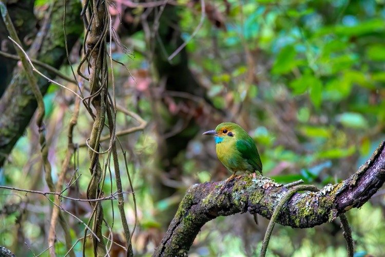 Blue-throated-Motmot_ Antigua Guatemala (El Pilar)