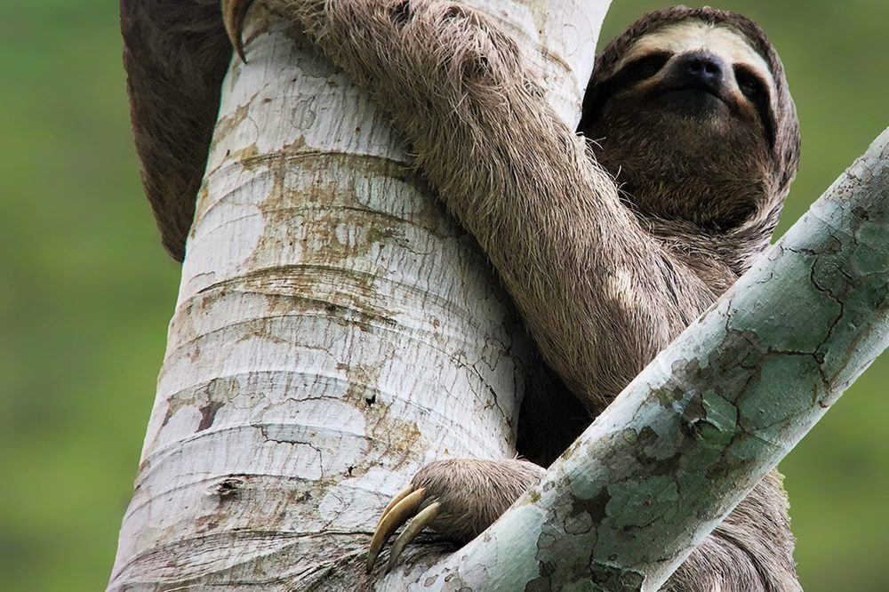 Brown throated Three toed Sloth luiaard