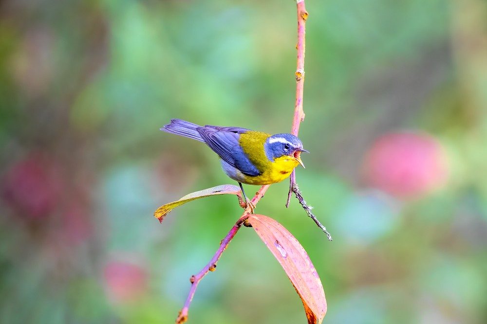 Crescent-chested Warbler Tecpan vogelreis guatemala