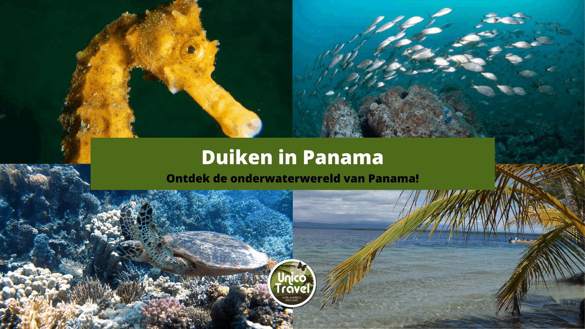 Duiken in Panama 66