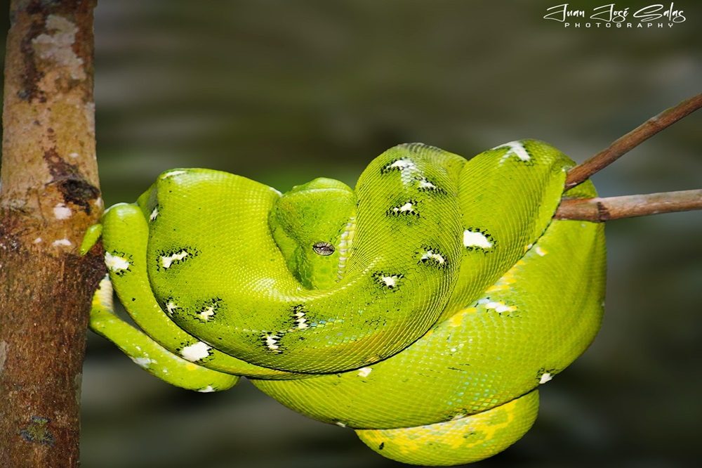 Emerald Tree Boa