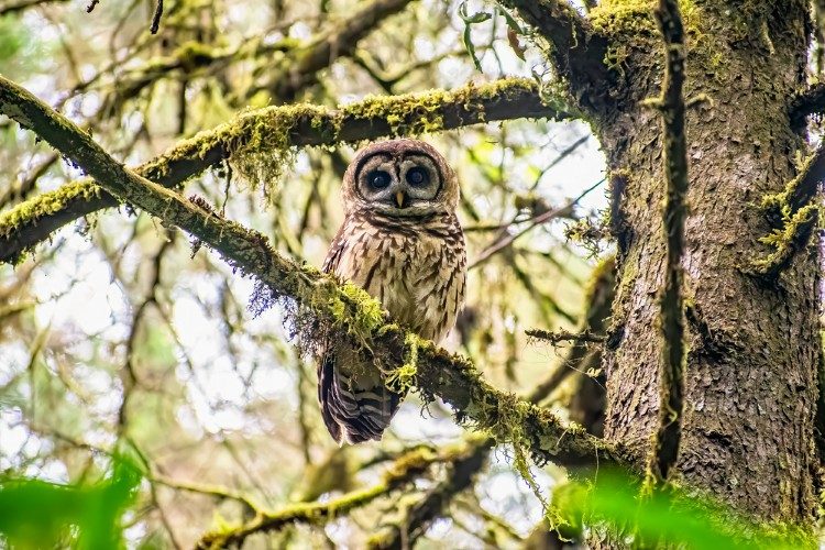 Fulvous Owl_ Quetzaltenango