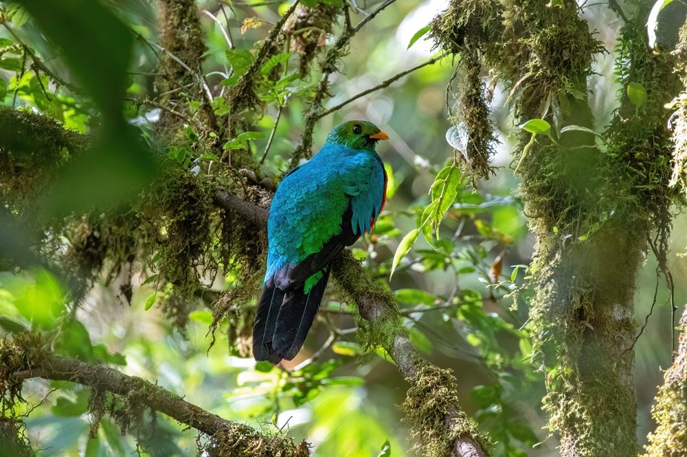 Golden headed Quetzal 2