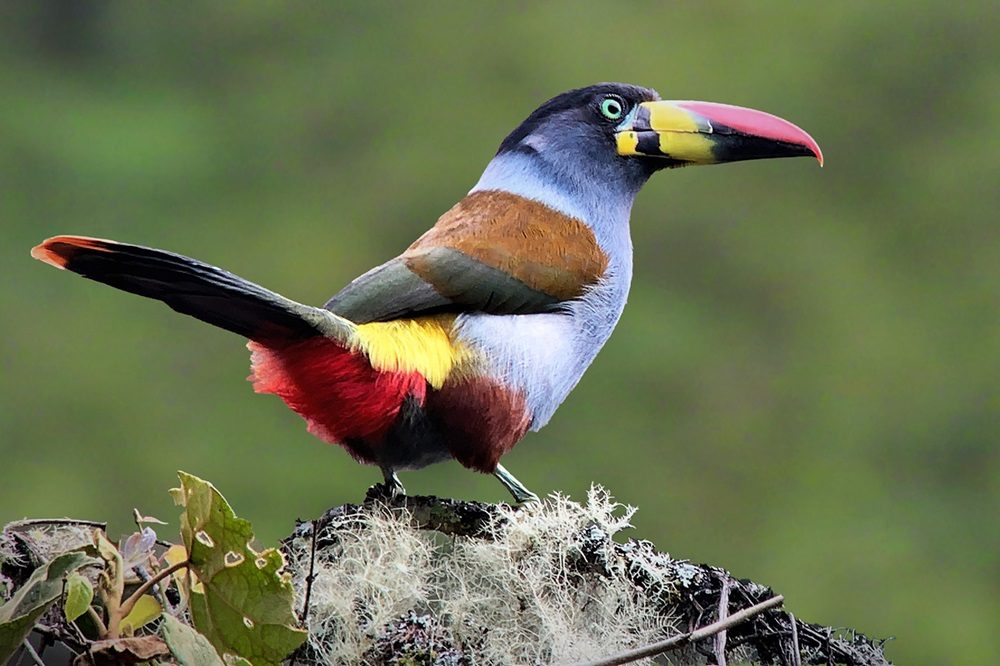 Gray breasted Mountain Toucan fotografiereis peru