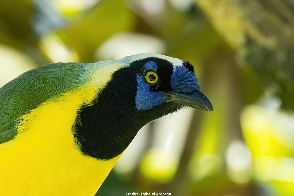 Green Jay credits Thibaud Aronson 2