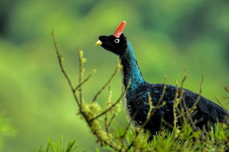 Horned-Guan_ Volcan San Pedro Lake Atitlan