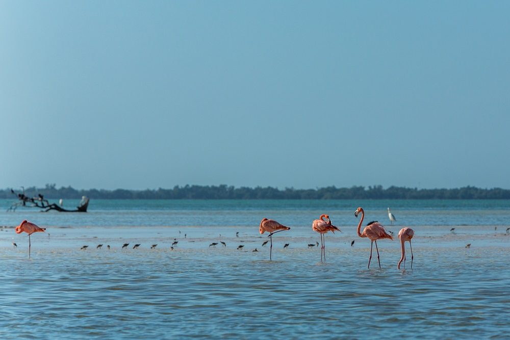 Isla Holbox flamingos luxe reis Mexico