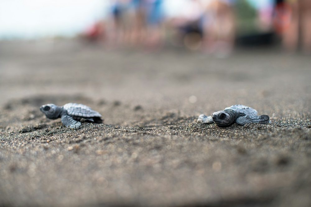 Monterrico Schildpadden