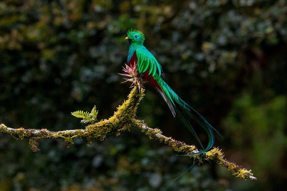 Quetzal Guatemala Hoogtepuntenreis