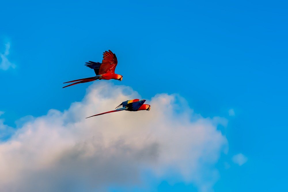 Scarlet Macaw aras Las Guacamayas Biological Station