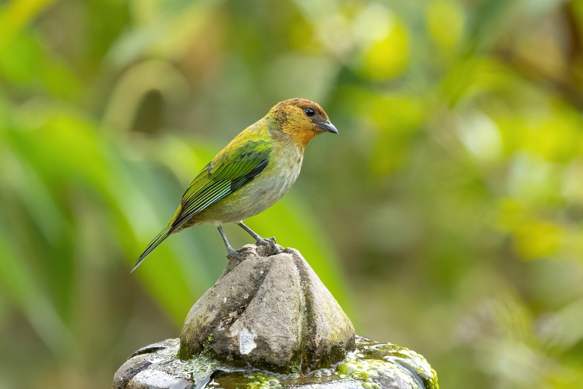 Silvery Tanager credits Thibaud Aronson