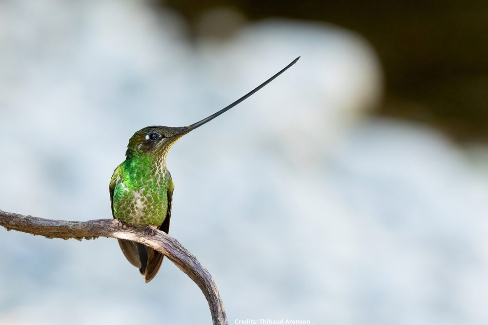 Sword billed Hummingbird credits Thibaud Aronson