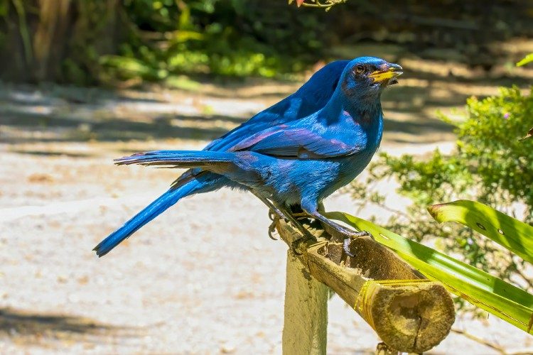 Unicolored Jay Quetzal Biotope 1