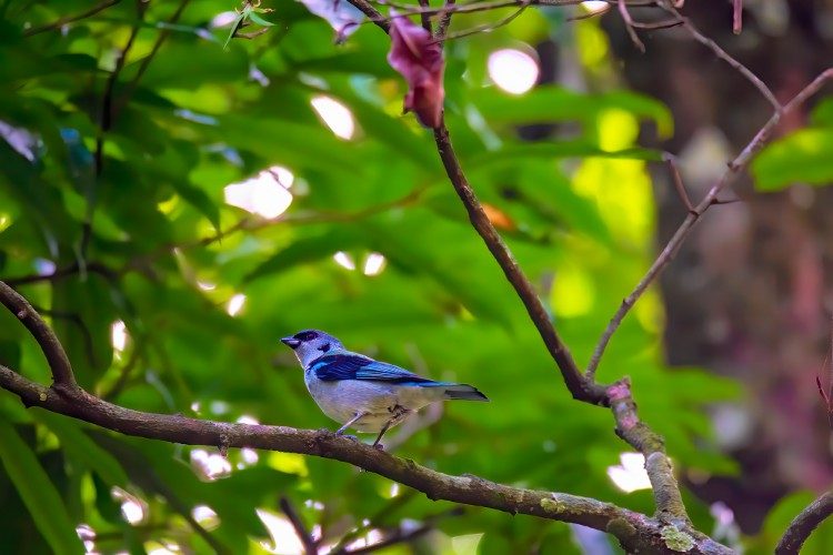 Vogelreis Guatemala Azure rumped Tanager Los Tarrales