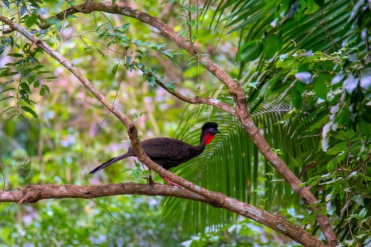 Vogelreis Guatemala Crested Guan Los Tarrales