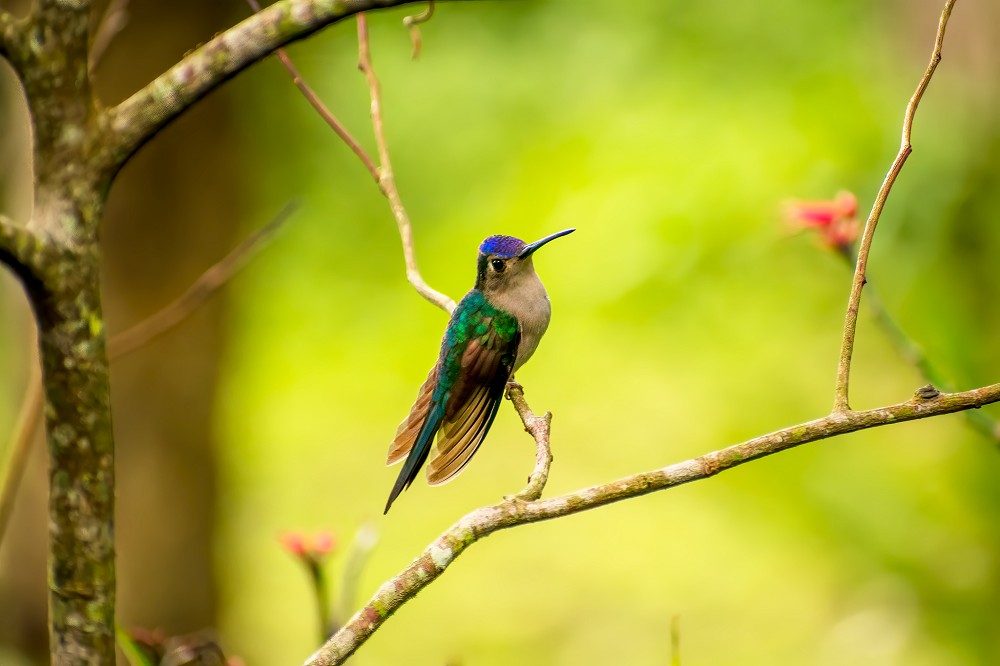 Wedge-tailed-Sabrewing_ Las Guacamayas Biological Station