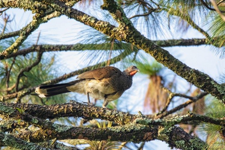 White bellied Chachalaca_ Los Tarrales