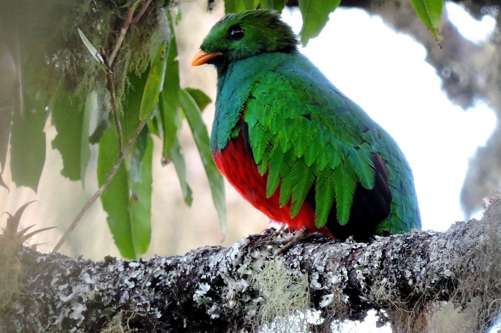 White-tipped Quetzal - Santa Marta