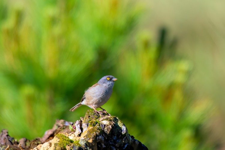 Yellow-eyed-Junco_ Todos Santos Cuchumatan