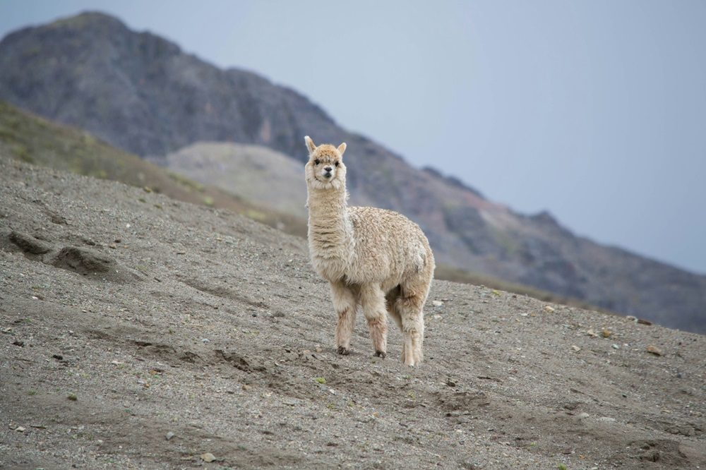 alpaca rainbow mountain