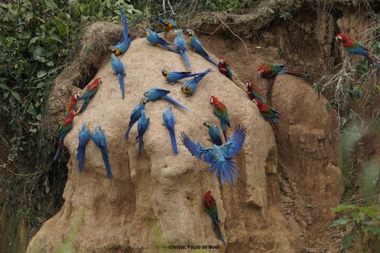 amazoneregenwoud individuele rondreis peru