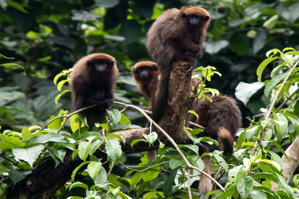 brown titi monkey