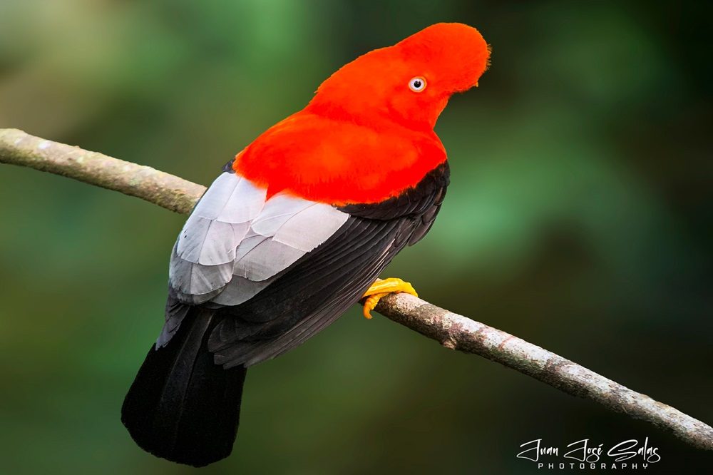 cock of the rock peru manu fotografiereis